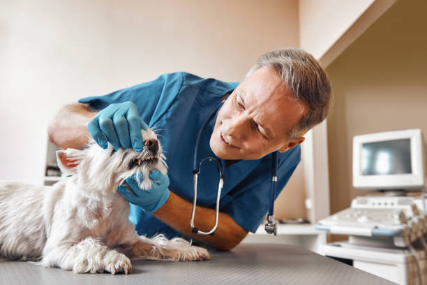 Best Pediatric Emergency Dentist in Tipton, IN
